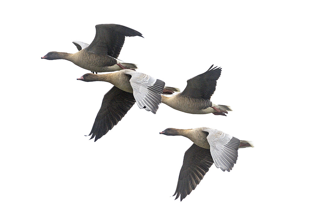 Geese Avoid Wind Turbine Blades