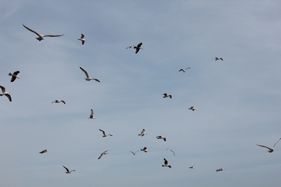 DOE Awards USD 1.1 Mln for Wildlife-Wind Power Study