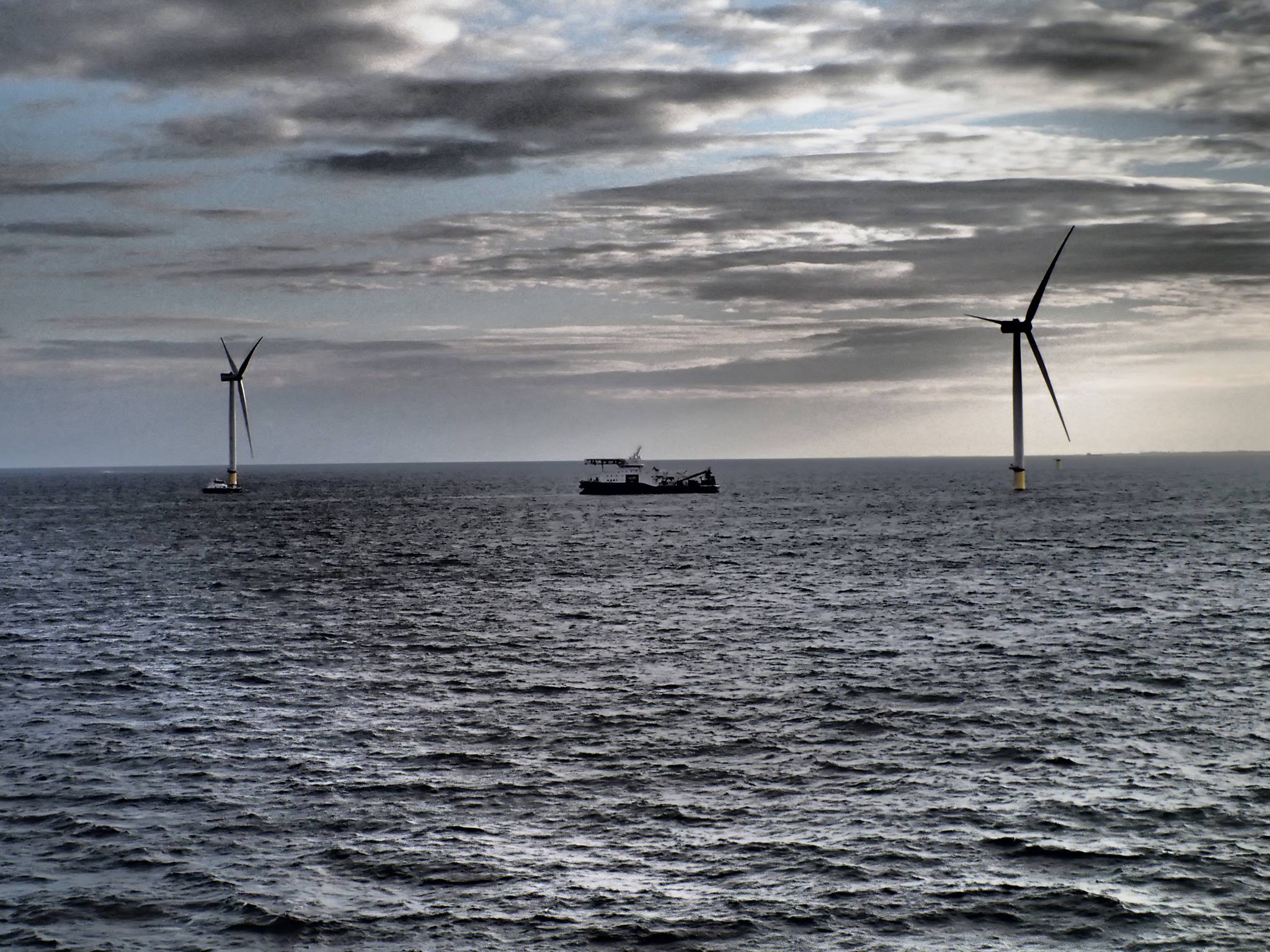 Photo of the Day Westermost Rough Starting to Bloom