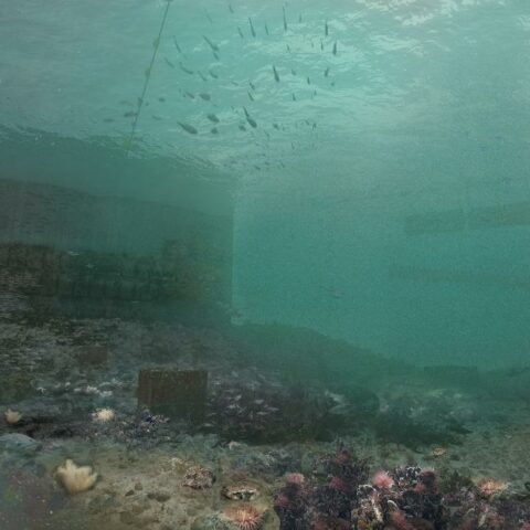 elia island biodiversity