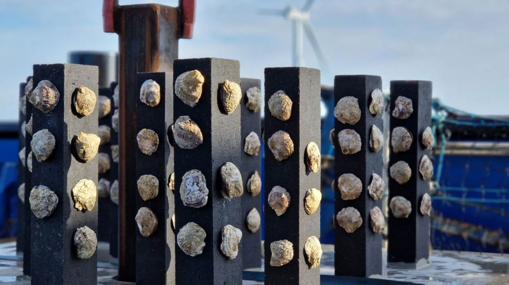 Orsted Van Oord droppable oyster structures