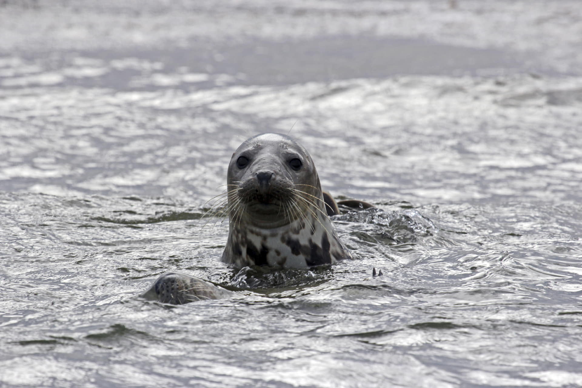A photo of a seal peeking out of water
